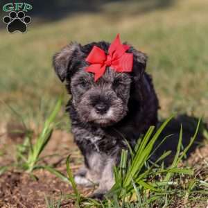 Remi, Miniature Schnauzer Puppy